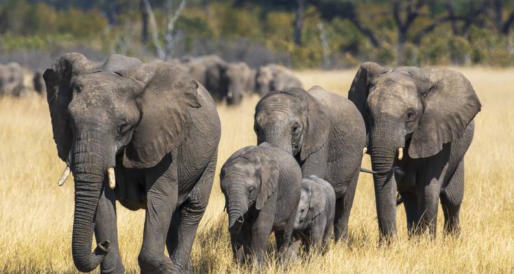 A herd of elephants walking through dry grasslands.