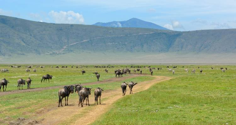 Wildebeest walking along a dirt track in an open savanna.