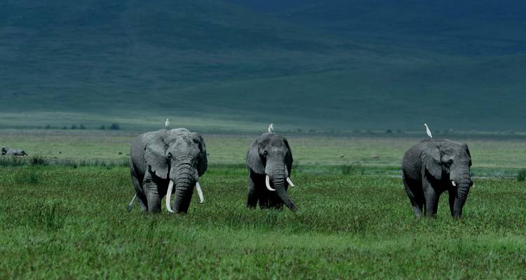 Elephants walking in a lush green landscape.