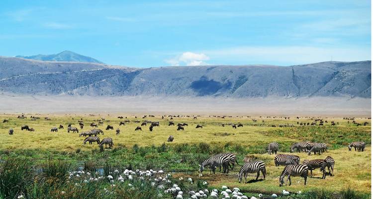 A diversity of wildlife including zebras in a rich, natural environment.