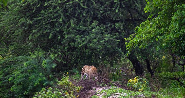 Léopard caché dans des arbres verts denses.