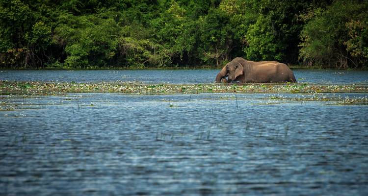 Elephants in a river with lush greenery.