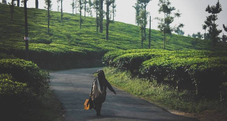 Woman walking through tea plantations.