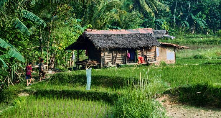 A thatched-roof house surrounded by lush greenery and rice paddies with people walking nearby.