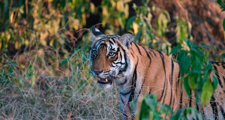 A tiger standing in natural foliage.
