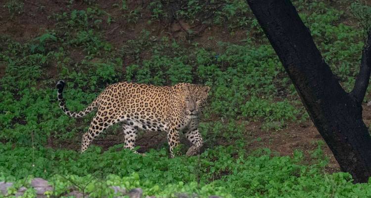 Leopard walking through green vegetation.
