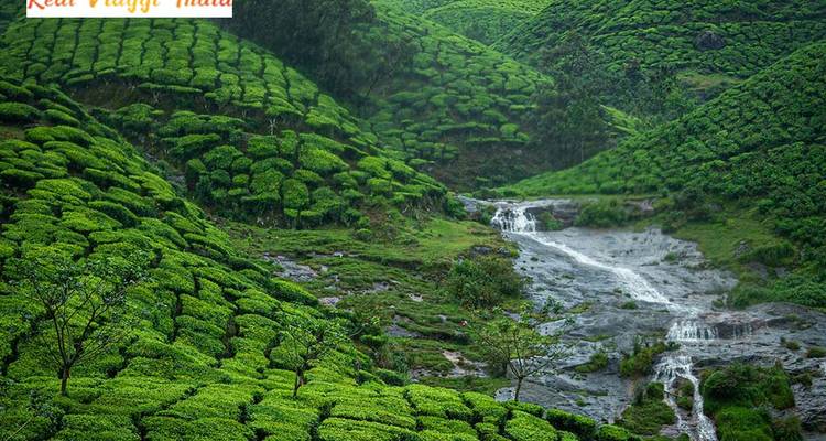 Tea plantations stretching across hills.