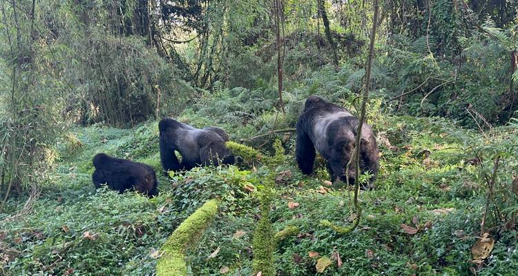 Several gorillas in a lush, forested area.