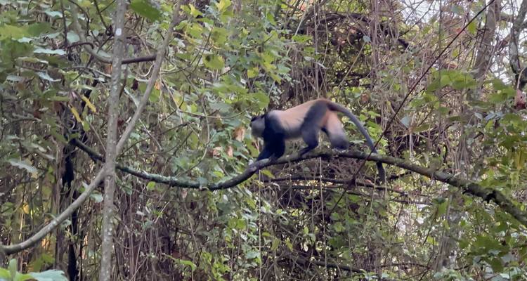 A monkey moving across a branch in a forest.