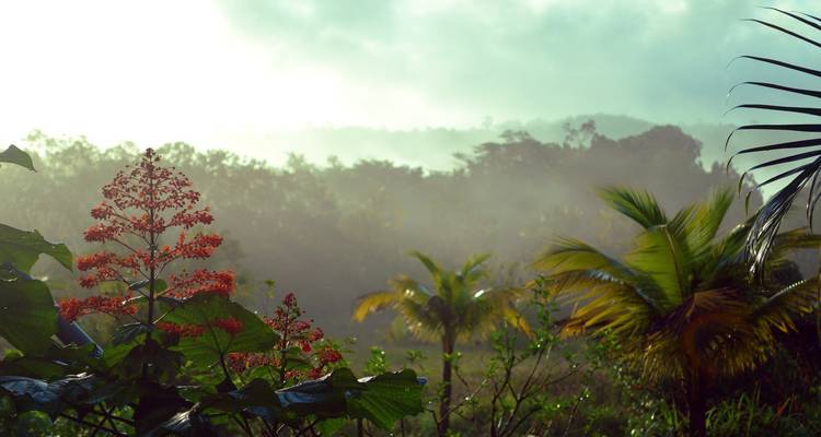Scène de jungle avec brume et verdure éclatante.
