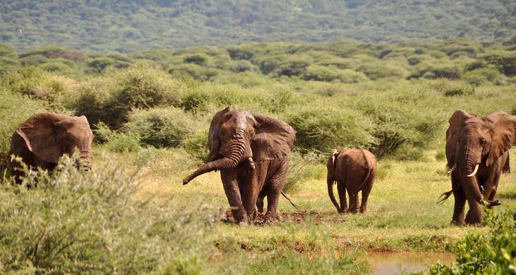 Group of elephants walking through lush vegetation.