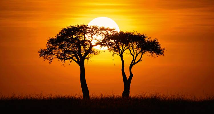 Silhouette of acacia trees against a bright sunset.