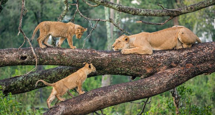 Lioness with cubs on a large tree branch.