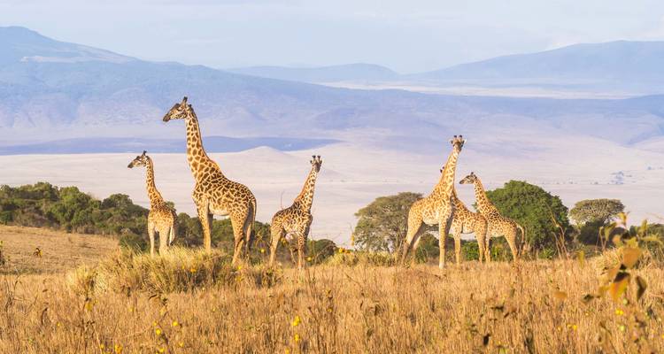 Group of giraffes standing in a vast savanna.