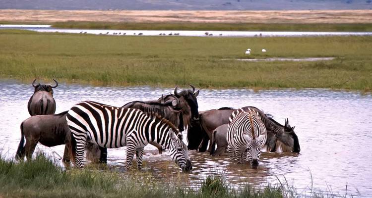 Zebras and wildebeests standing in a waterhole.