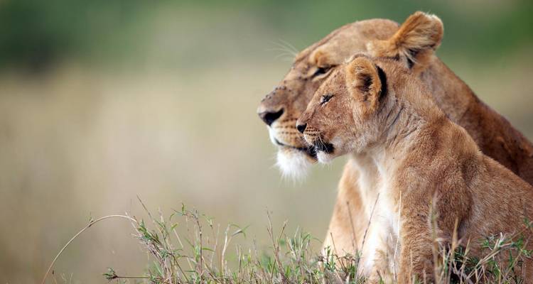 Lioness and cubs resting in the grass.