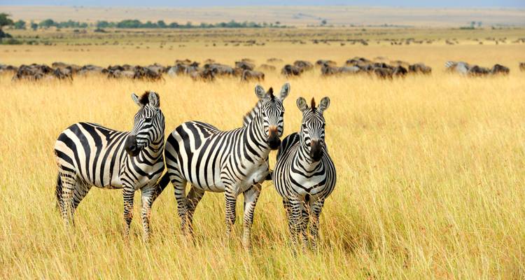 Three zebras standing in a grassy savanna.