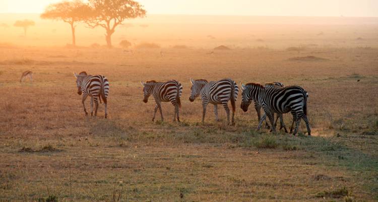 Zebras grazing on the savannah with trees and sunset in the background.
