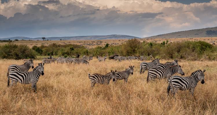 Group of zebras on a grassy field, with a cloudy sky.