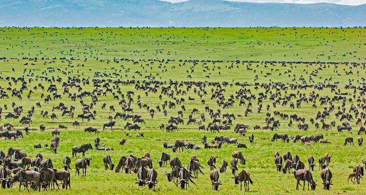 Vast landscape with wildebeest grazing under a cloudy sky.