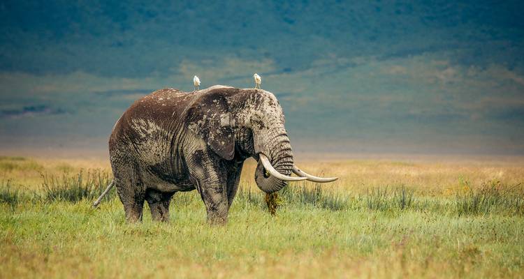 Elephant standing in the grass with birds perched on its back.