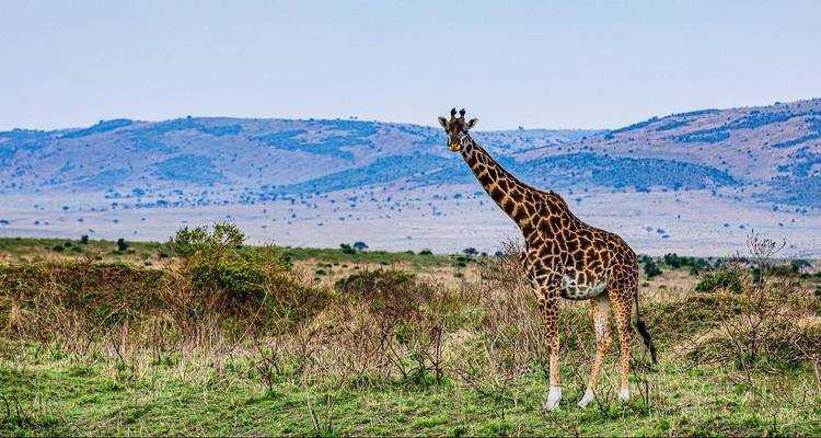 Une seule girafe se dressant dans le paysage ouvert de la savane.