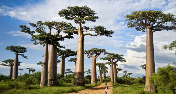 Avenue de grands baobabs dans un paysage luxuriant.