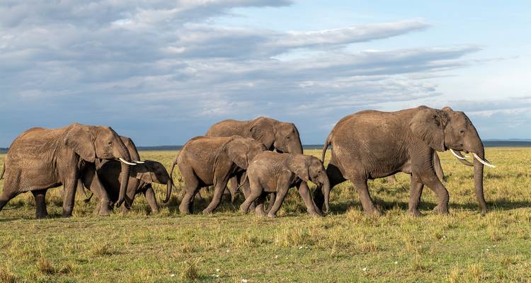 Famille d'éléphants marchant dans la vaste savane.