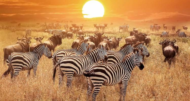 Des zèbres et des gnous dans la savane au coucher du soleil.