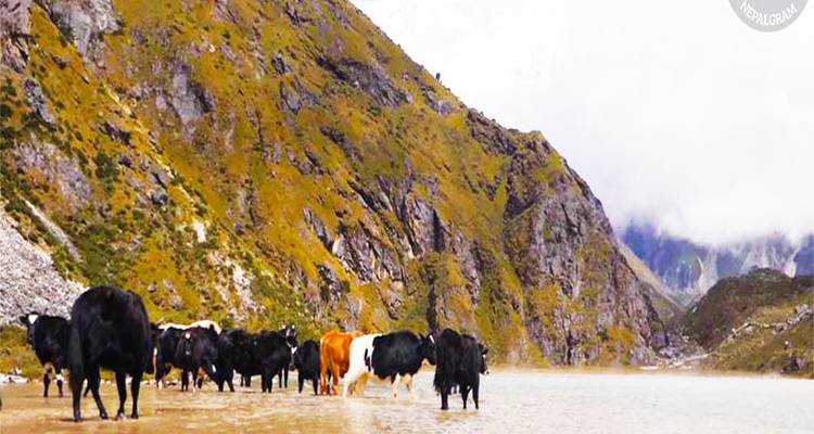 Des yaks traversant une rivière dans une région montagneuse.