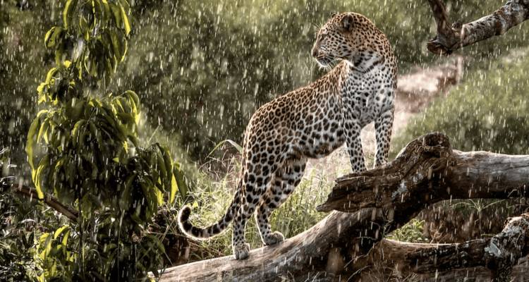 Léopard debout sur un arbre tombé sous la pluie.