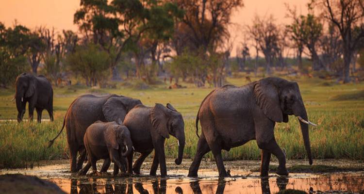 Des éléphants marchant à travers une zone humide au coucher du soleil.