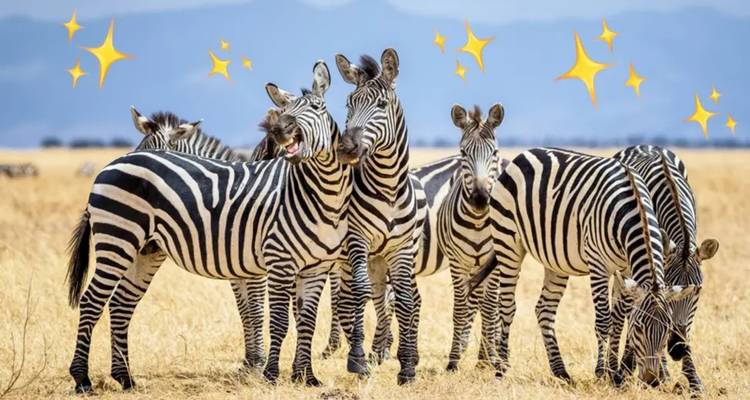 Grupo de cebras paradas juntas con destellos animados.