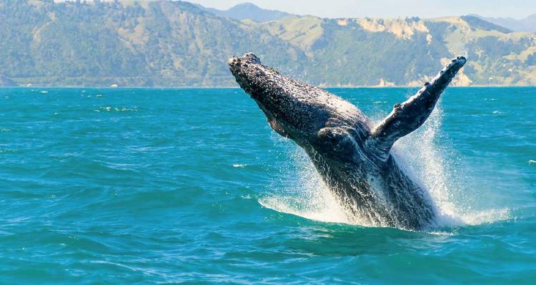 Une baleine jaillissant au-dessus de l'eau de l'océan.