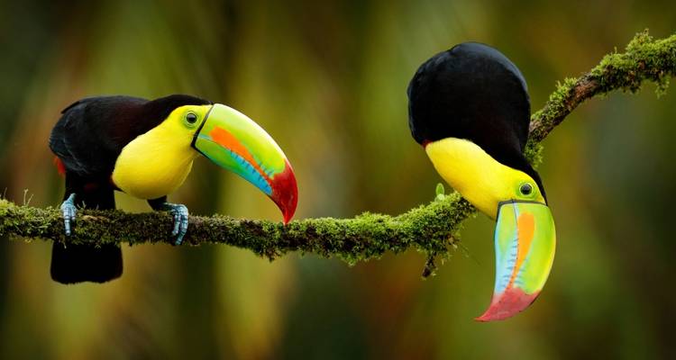 Two colorful toucans perched on a moss-covered branch against a blurred jungle background.