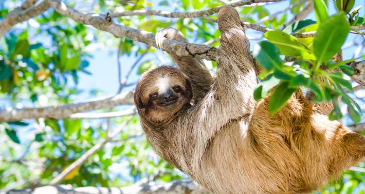 A smiling sloth hanging leisurely from a tree branch amid sunlit green leaves.