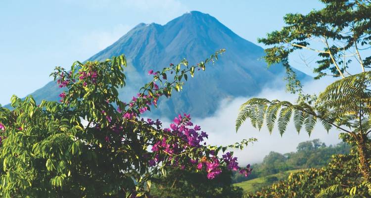 A conical green volcano rises above mist and flowering trees with vibrant purple blossoms.