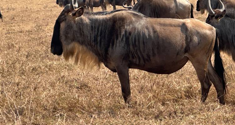 A wildebeest standing in grassy plains.