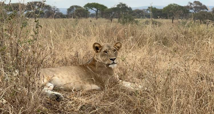 Lion resting on grass with savannah trees in the background.