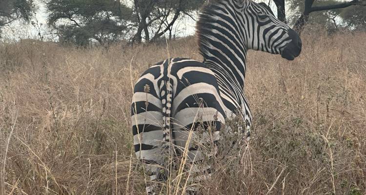Zebra standing in tall grass, facing away.