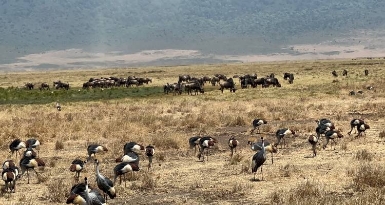 A field with cranes and wildebeests in a grassland.