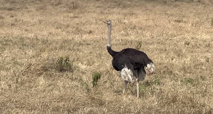A sole ostrich standing in a dry grassland.