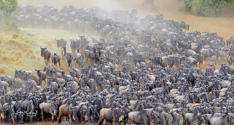 A large herd of wildebeest in a dusty landscape.