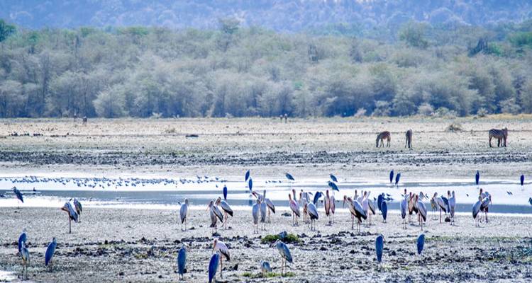 A variety of birds gathered around a water hole.