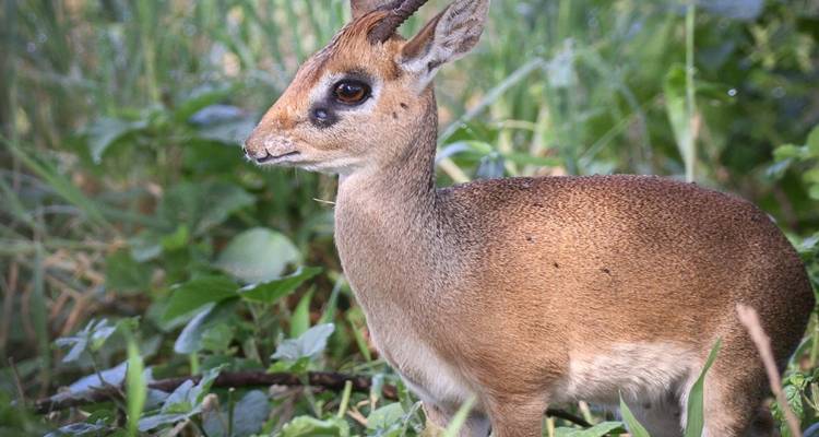 A small antelope with large eyes stands in the grass.