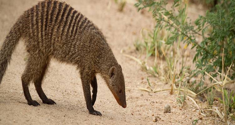 A banded mongoose sniffs the ground.