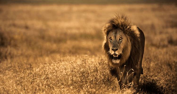Un lion marchant à travers un champ herbeux.
