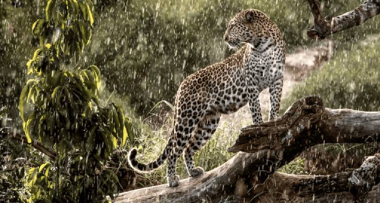 Un léopard debout sur un arbre tombé sous la pluie.
