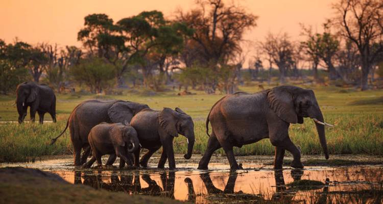 Des éléphants marchant dans l'eau peu profonde au coucher du soleil.
