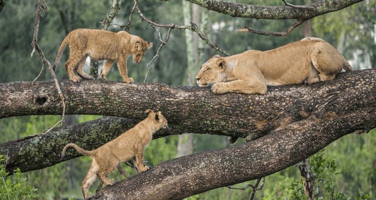 Lionne avec ses petits se reposant sur une branche d'arbre.
